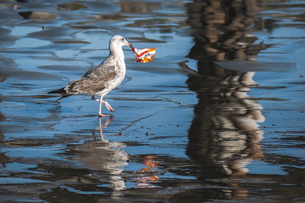 Plastic pollution affects different ecosystems and species in various ways.